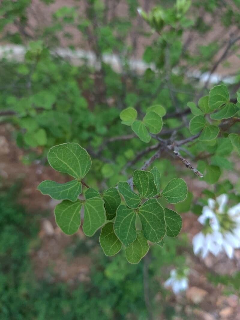 Bauhinia 13