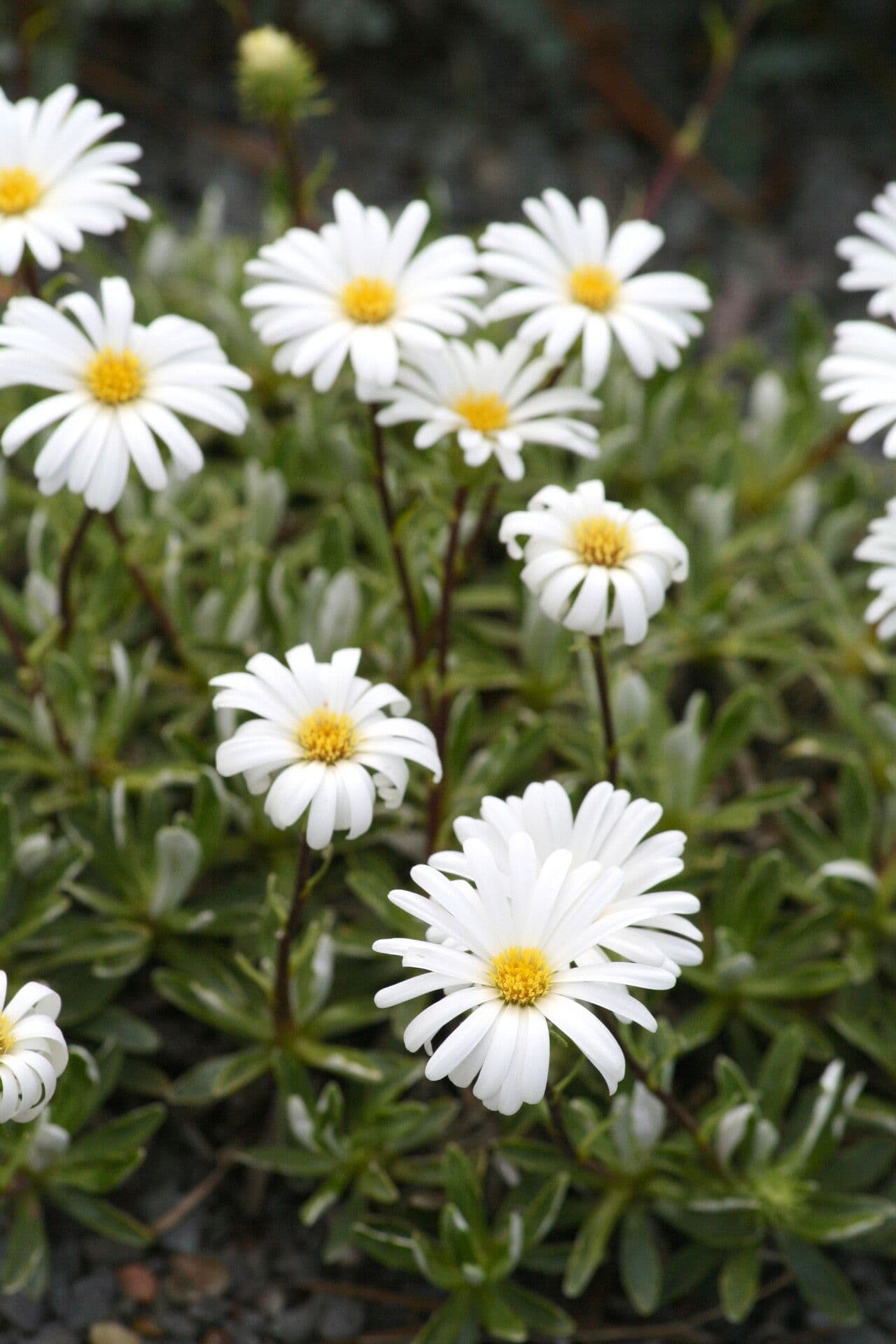 Celmisia angustifolia