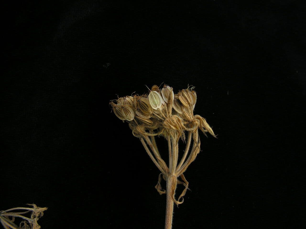 Tordyliopsis 3