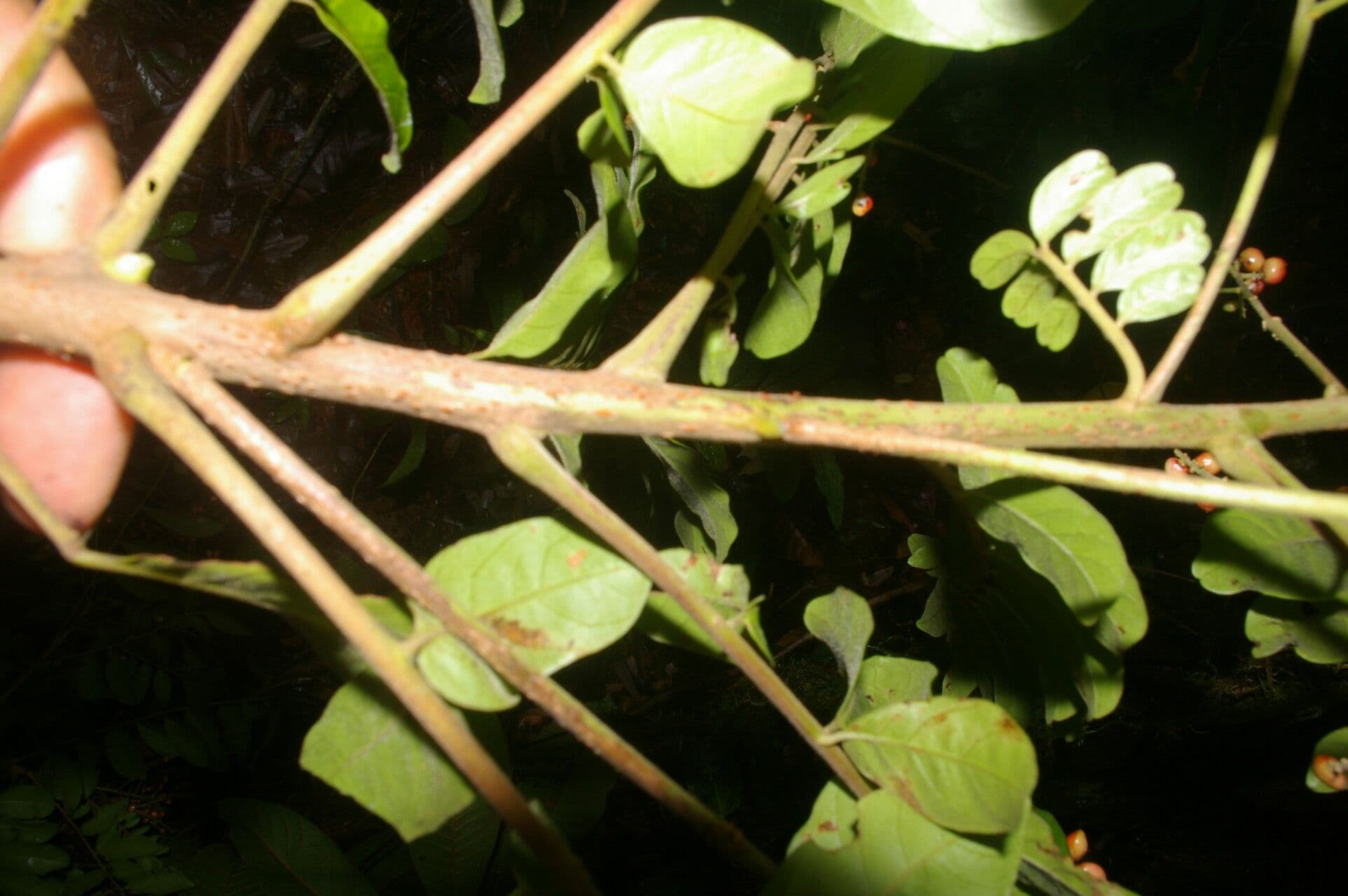 Mosquitoxylum 17