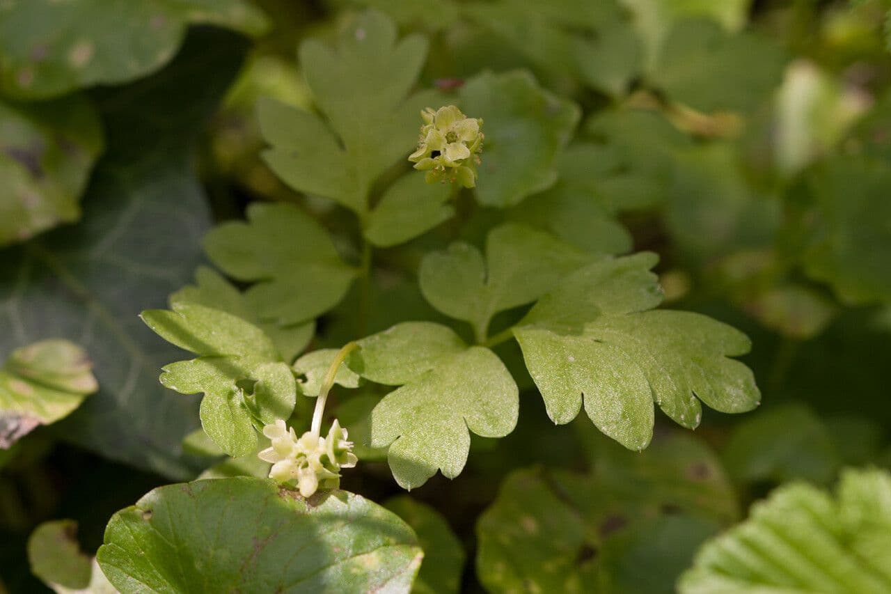 Erba moscatellina 5