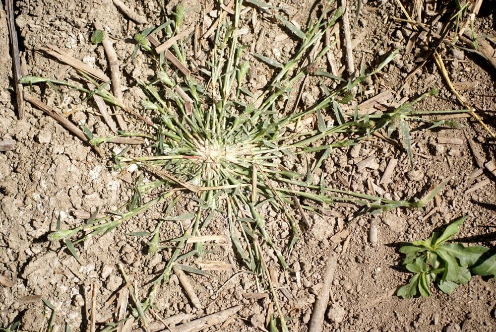 Crypsis schoenoides 12