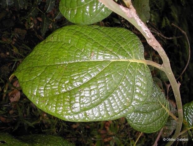 Cryptocarya 8