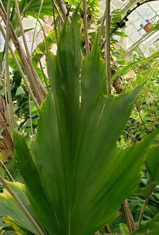 Arenga 5