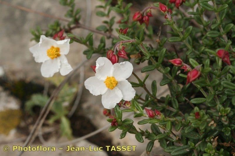 Helianthemum almeriense 20