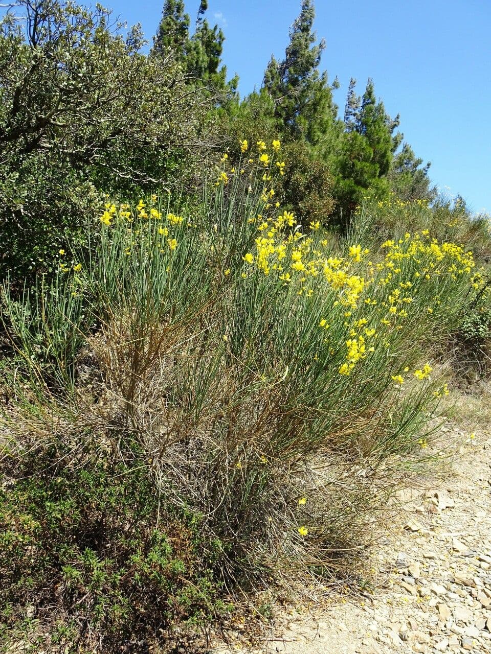 Ginestra odorosa 13
