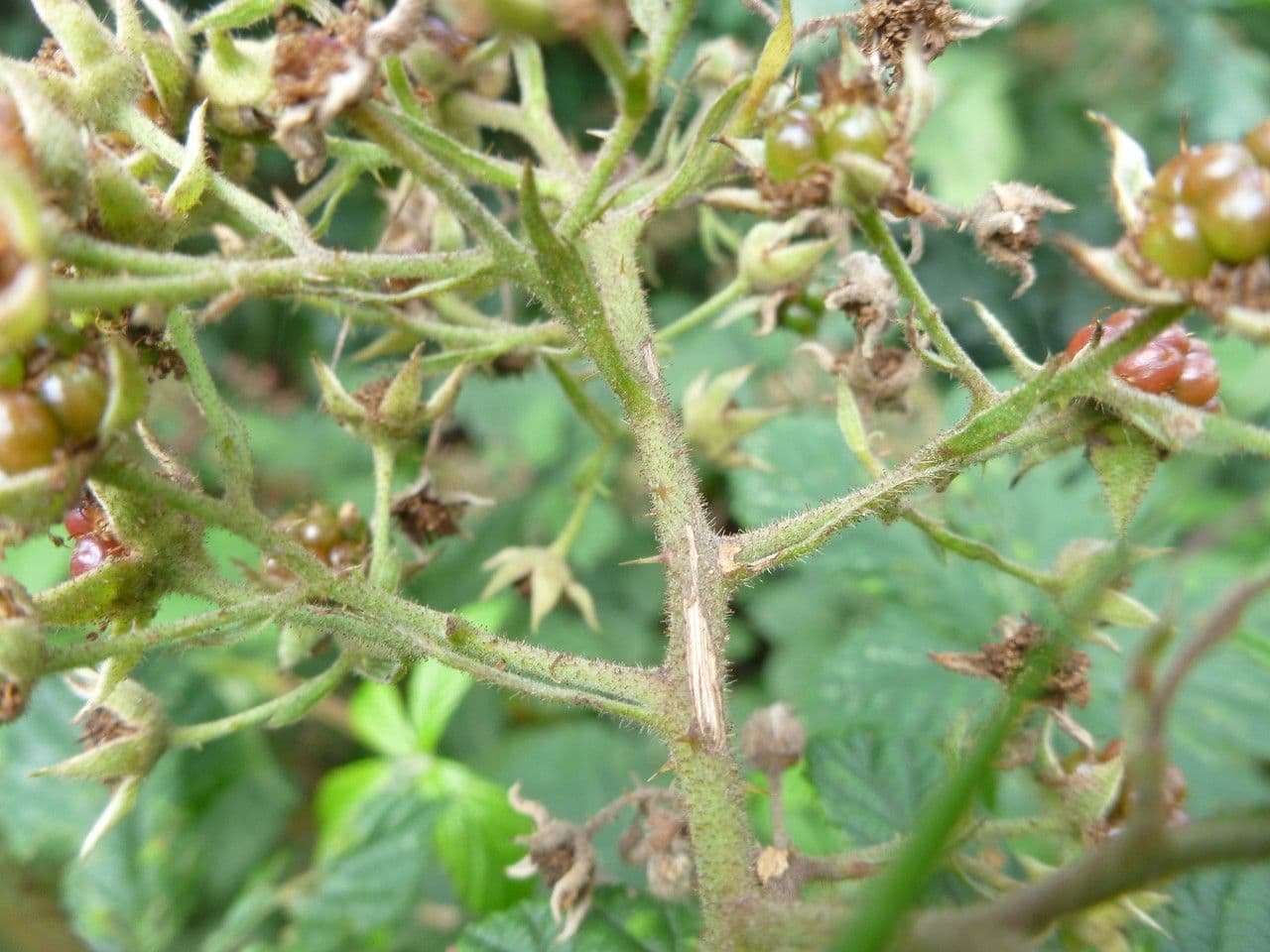 Rubus rudis 19