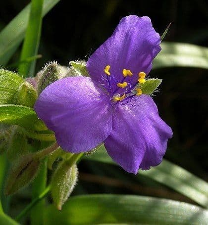 Tradescantia bracteata
