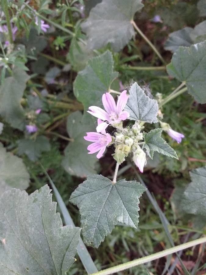 Malva selvatica 16