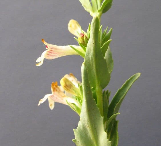 Penstemon deustus