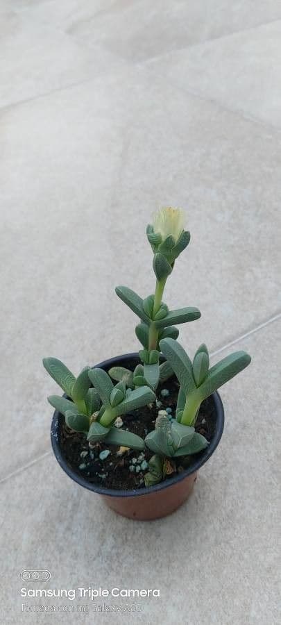 Corpuscularia 3