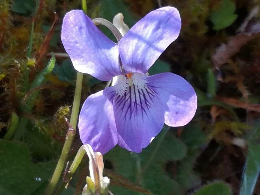 Viola di Rivinus 6