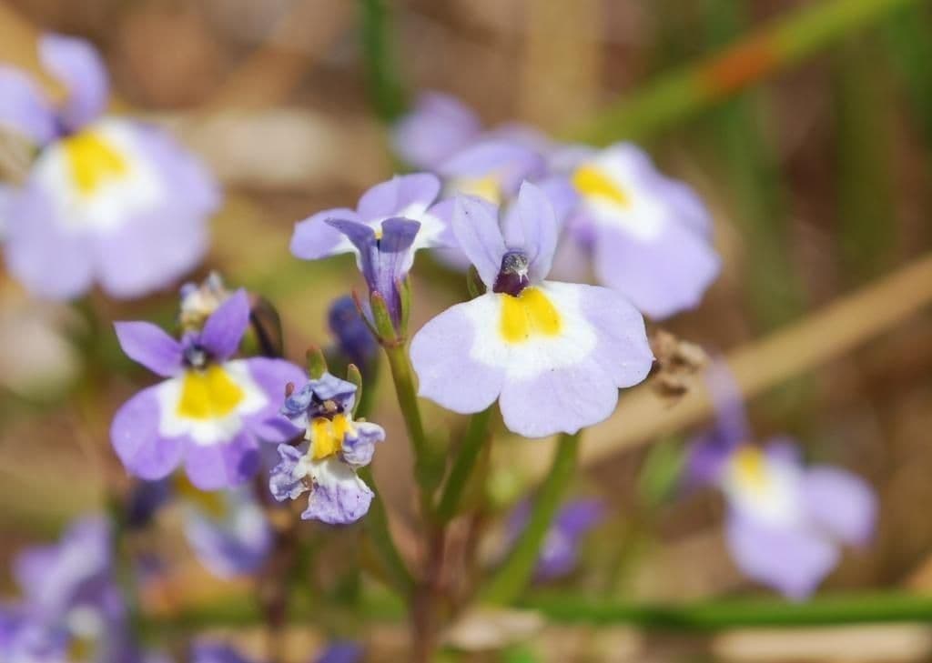 Toothed calicoflower 5