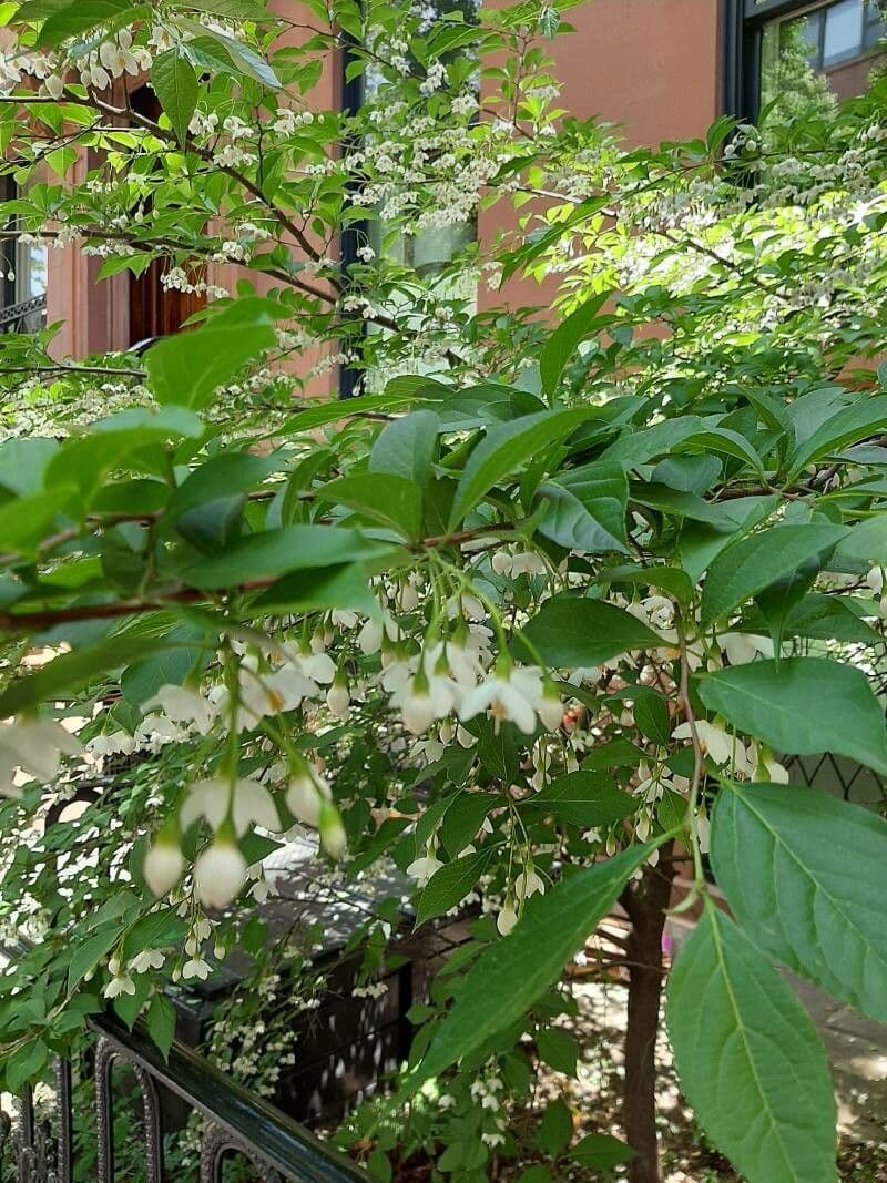 Styrax japonicus 15