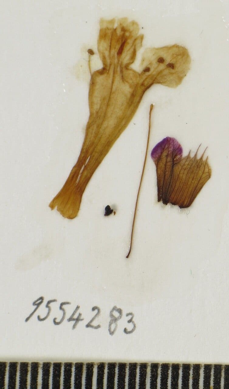 Orthosiphon 12