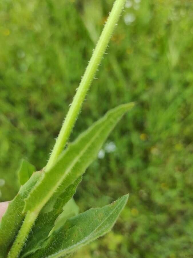 Pelosella 21