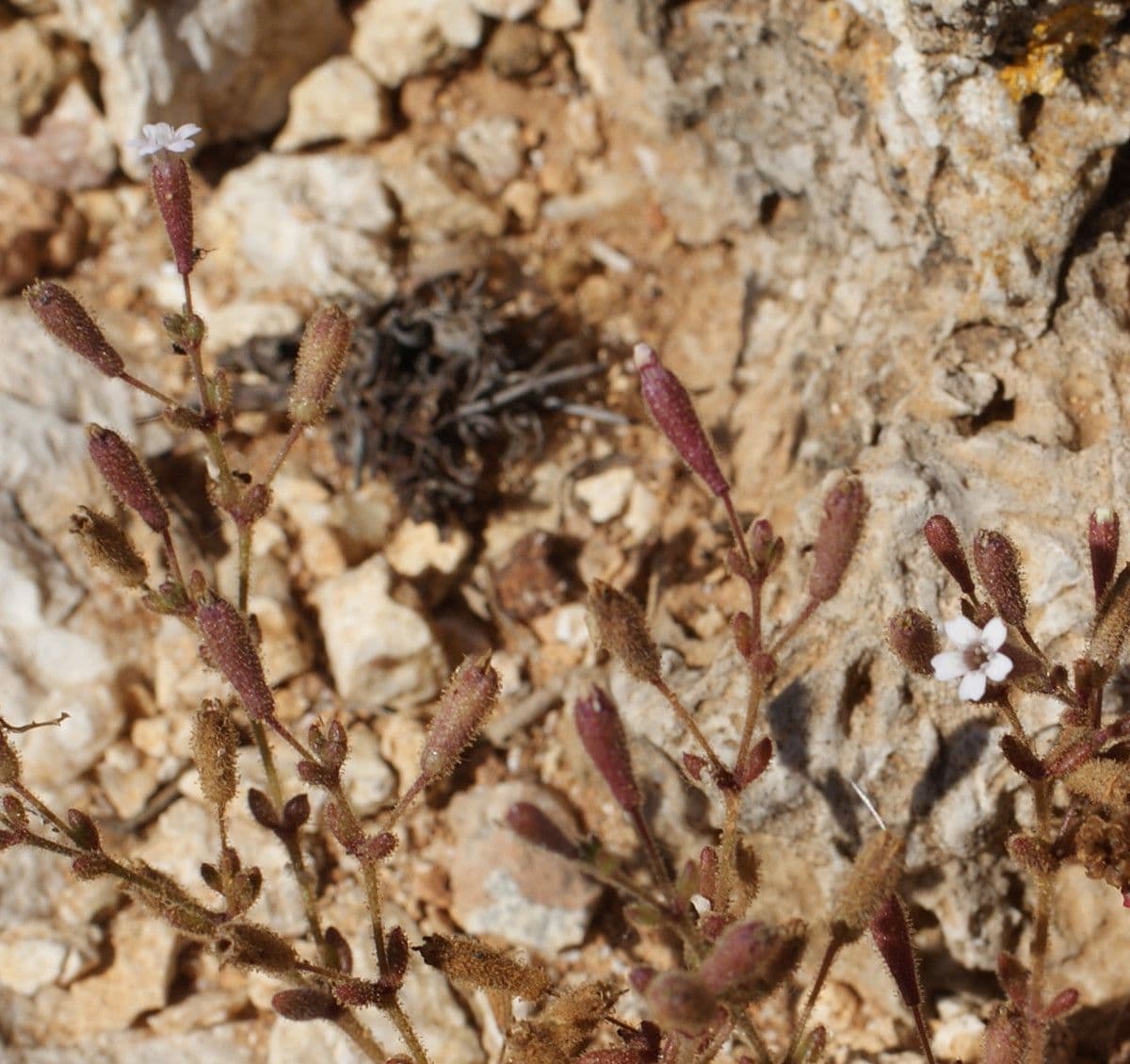 Silene sedoides 4