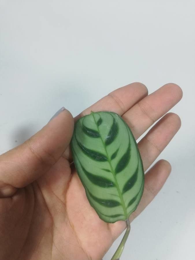 Ctenanthe 15