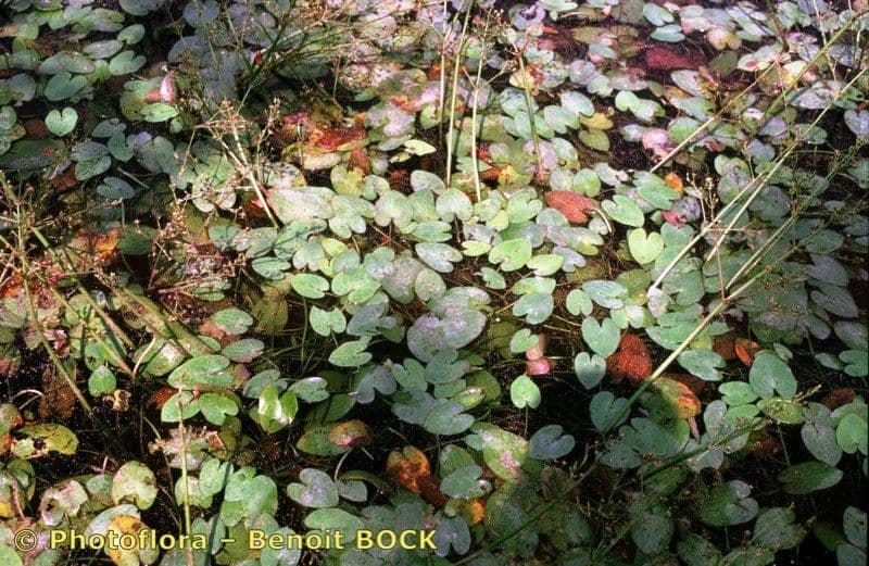 Caldesia parnassifolia 5