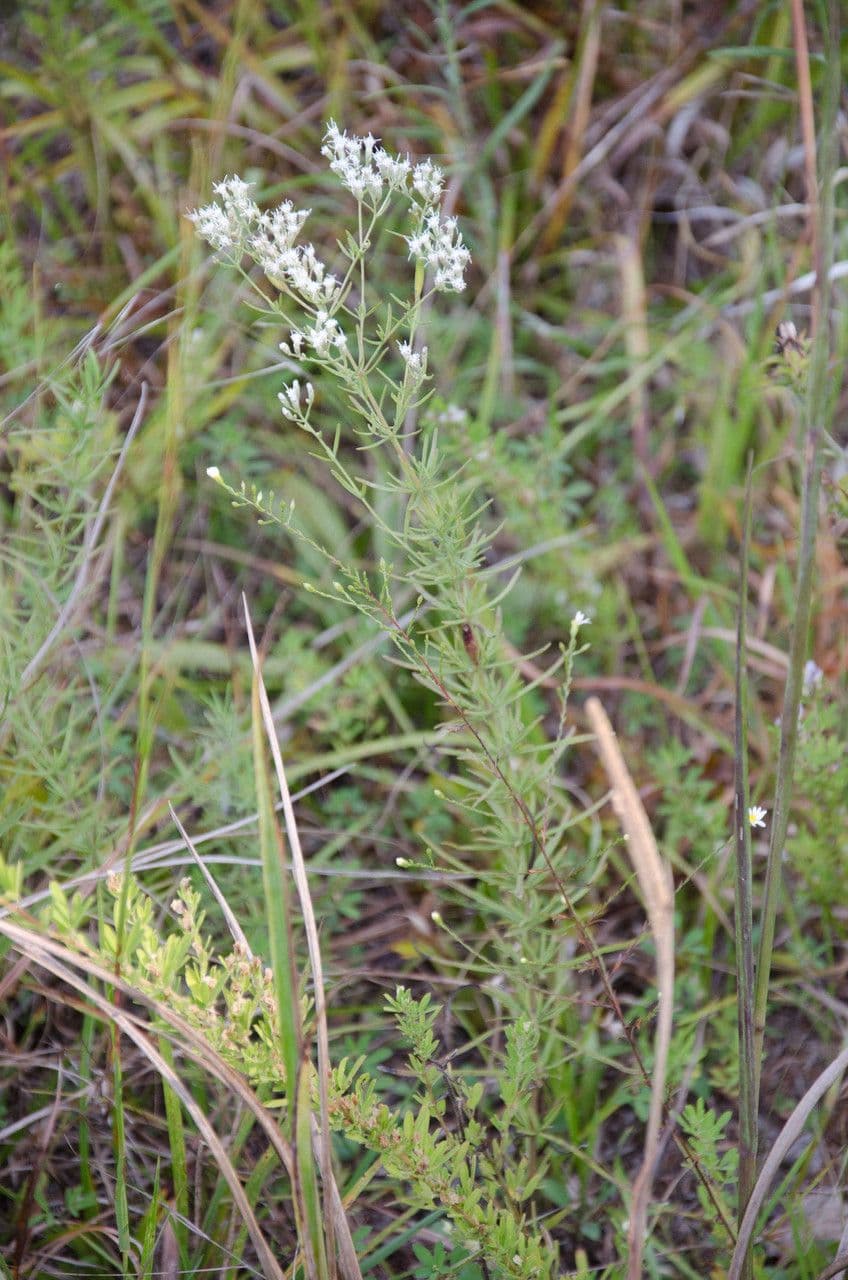 Eupatorio issopifoglia 9