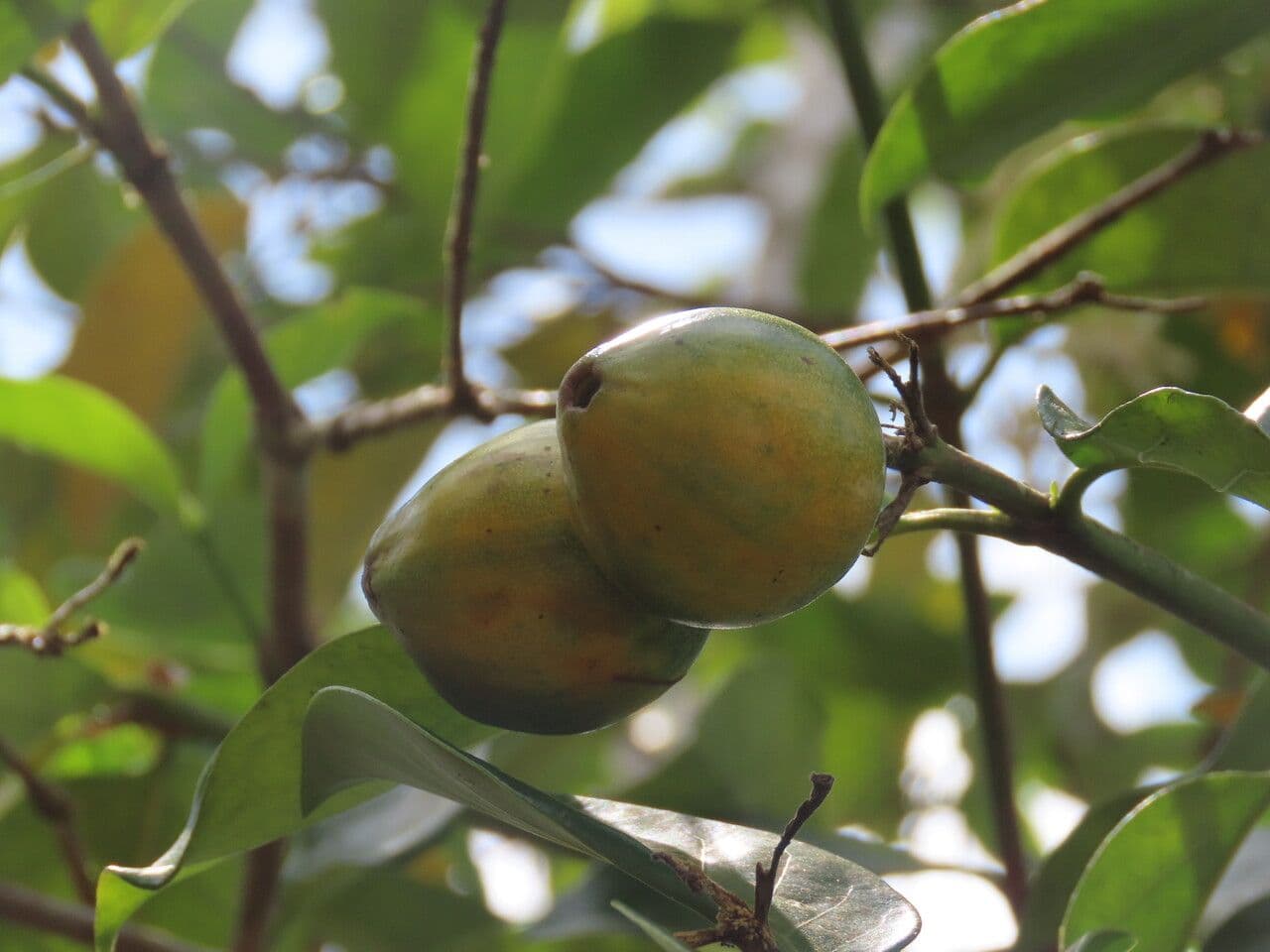 Posoqueria latifolia 4