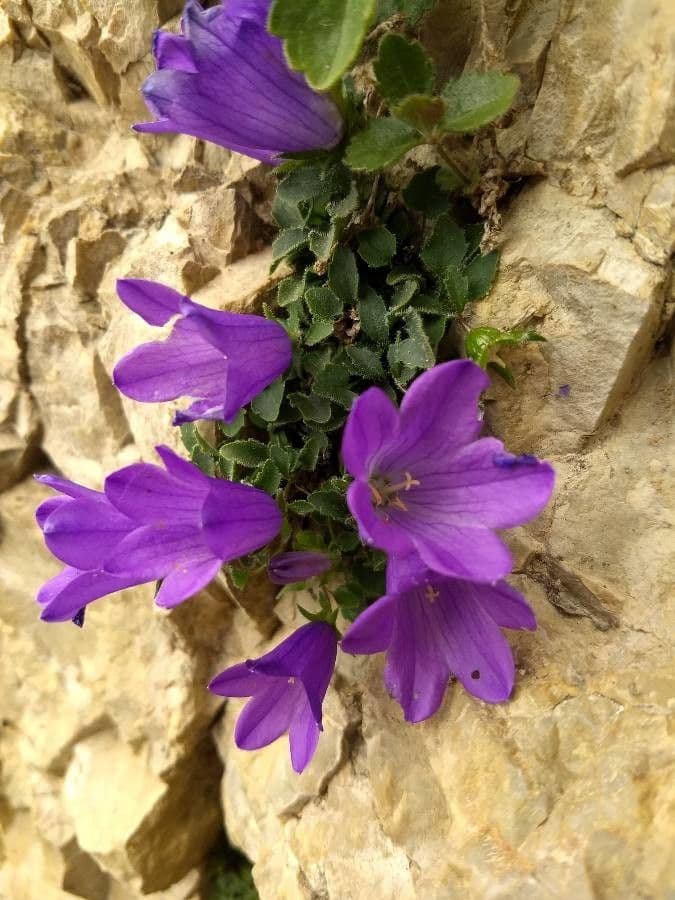 Campanula 2
