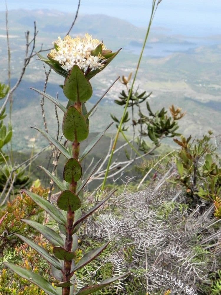 Normandia neocaledonica 10