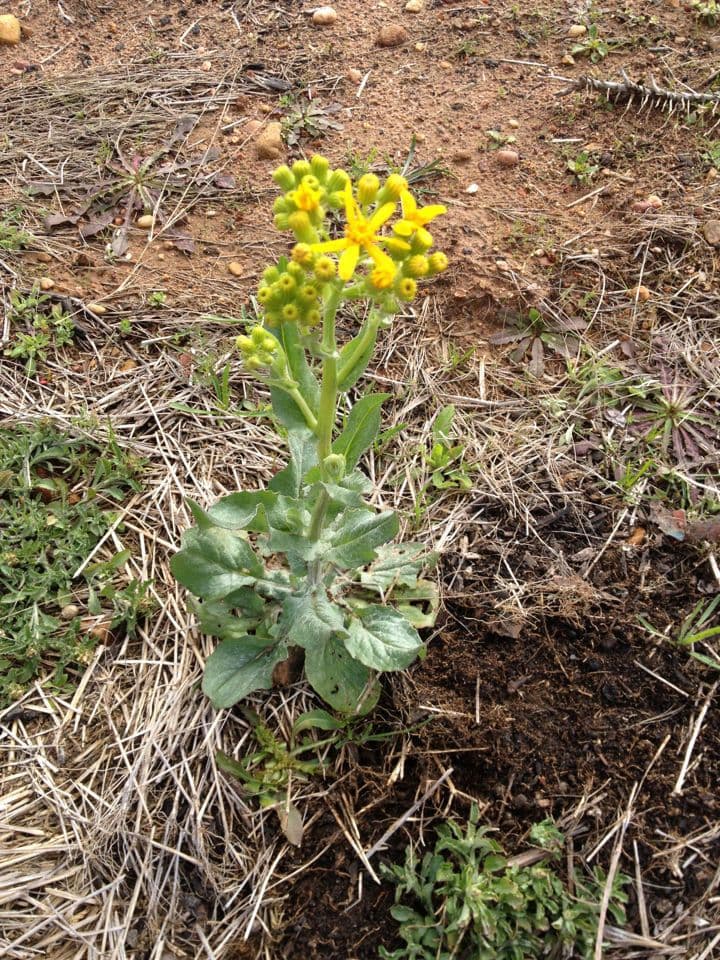 Senecio 9