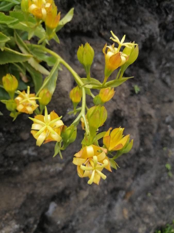 Musschia dorata