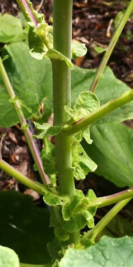Pericallis 12