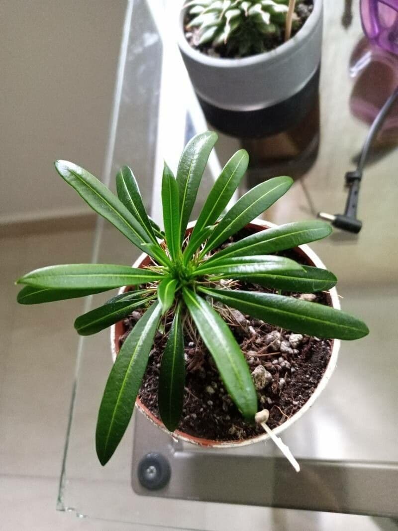Madagaskar-Palme 13