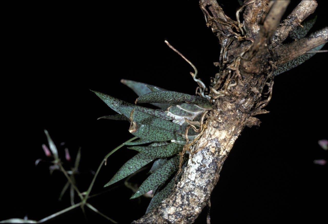 Macroclinium 5