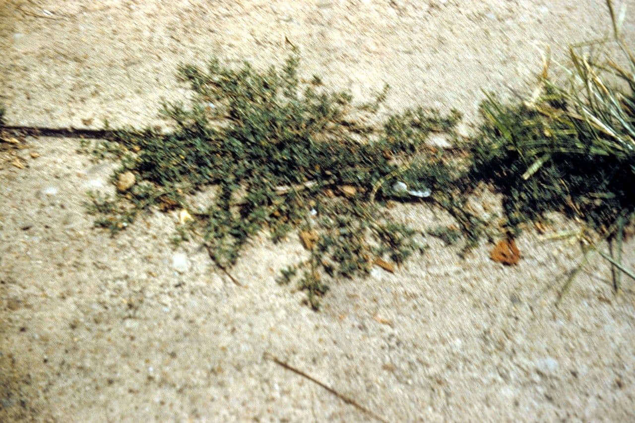 Pycnanthemum verticillatum 10