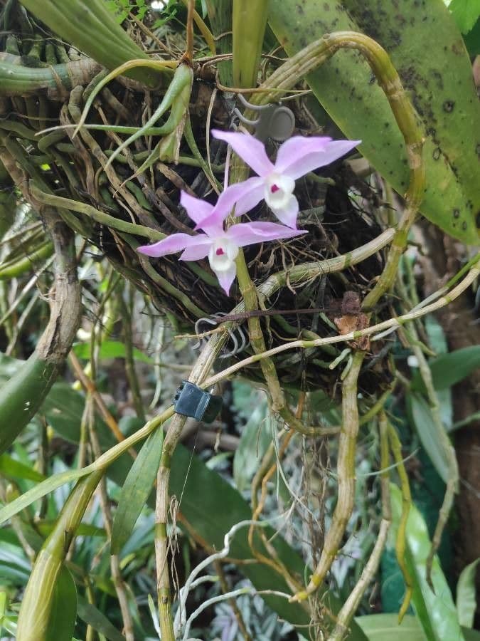 Dendrobium adunco