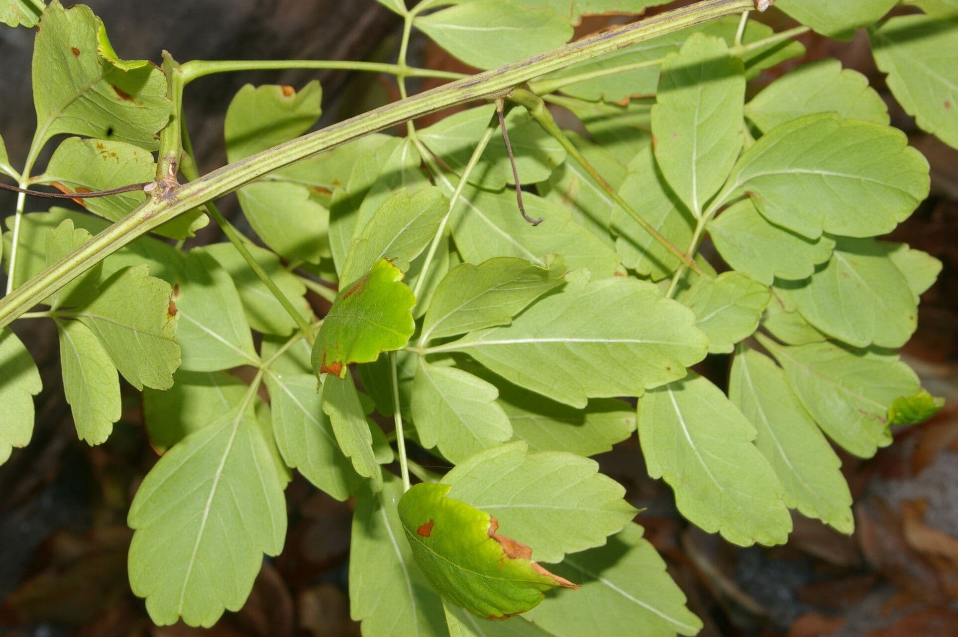Serjania 7