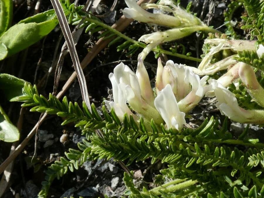 Oxytropis fetida 6