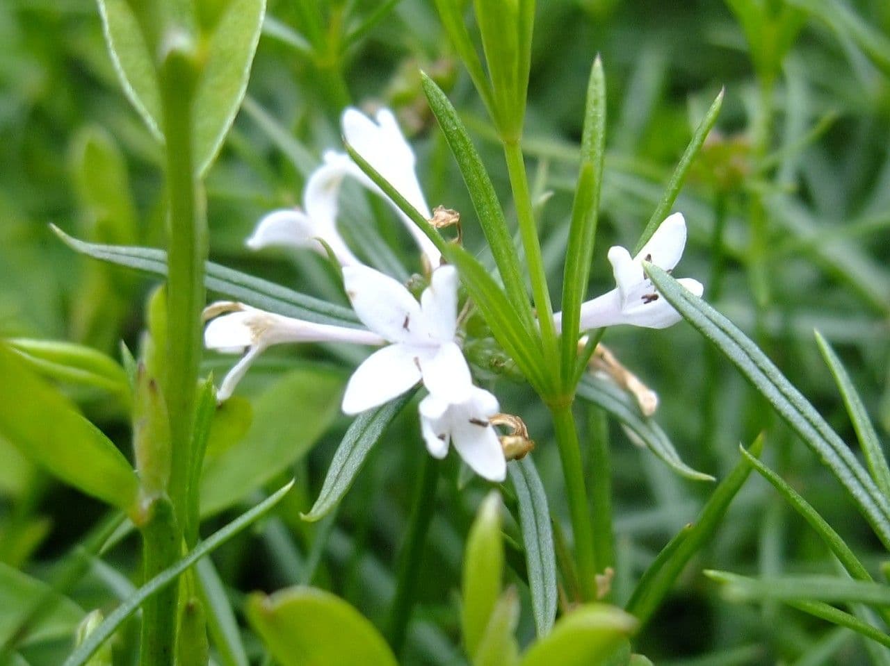 Asperula