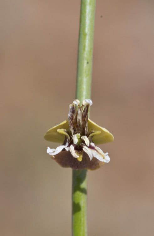 Streptanthus polygale 4