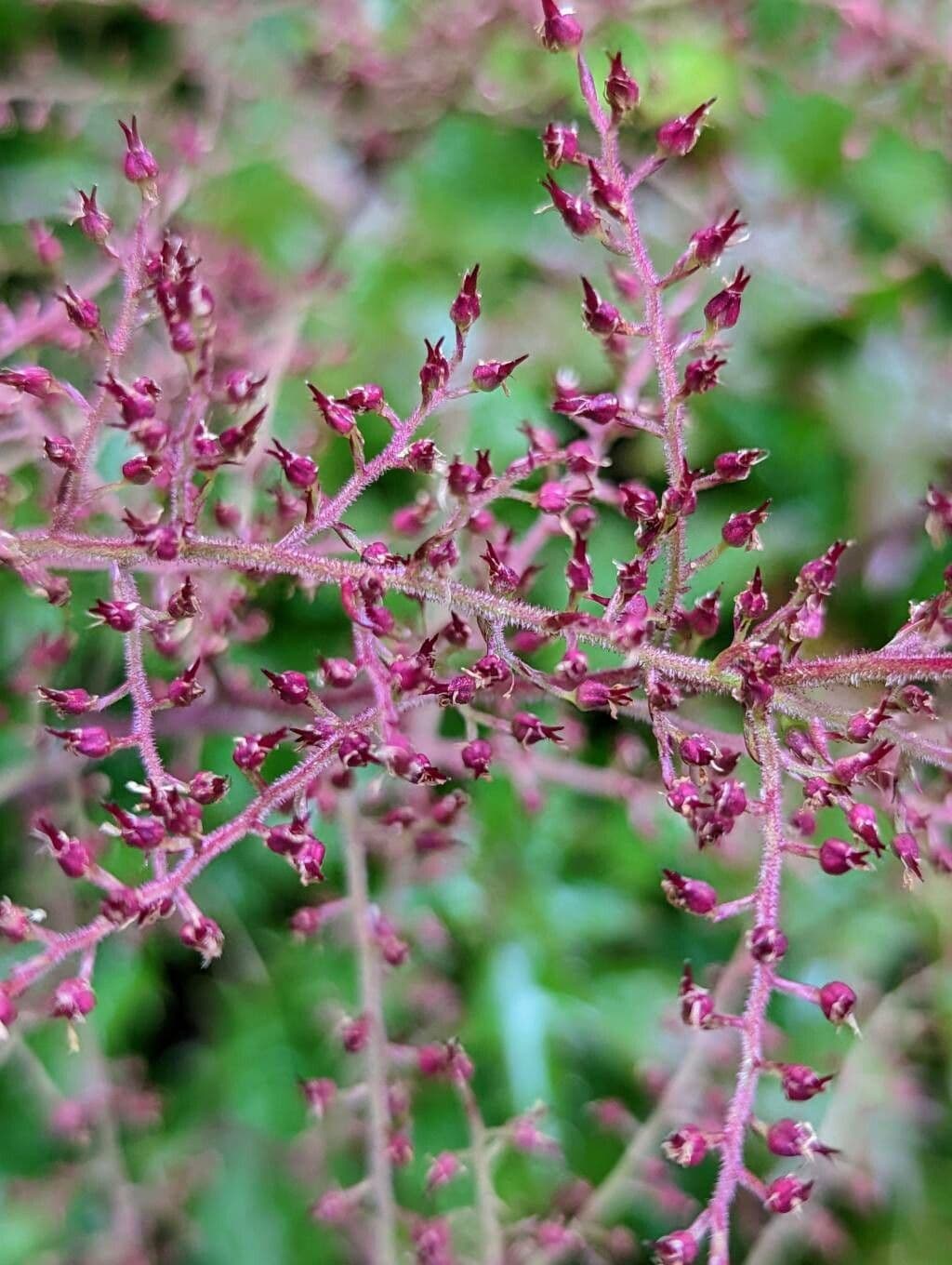 Astilbe 2
