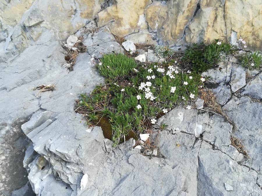Silene saxifraga 8