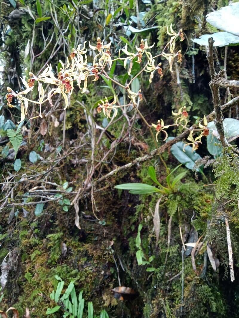 Cyrtochilum 3
