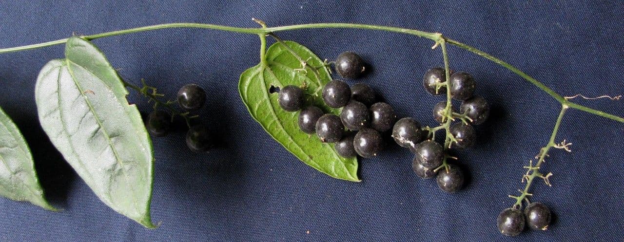 Sicydium 2