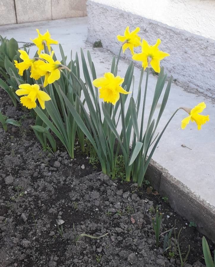 Narciso trombetta 10