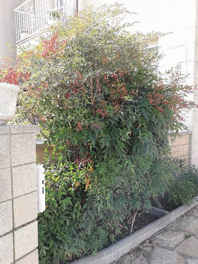 Nandina 13