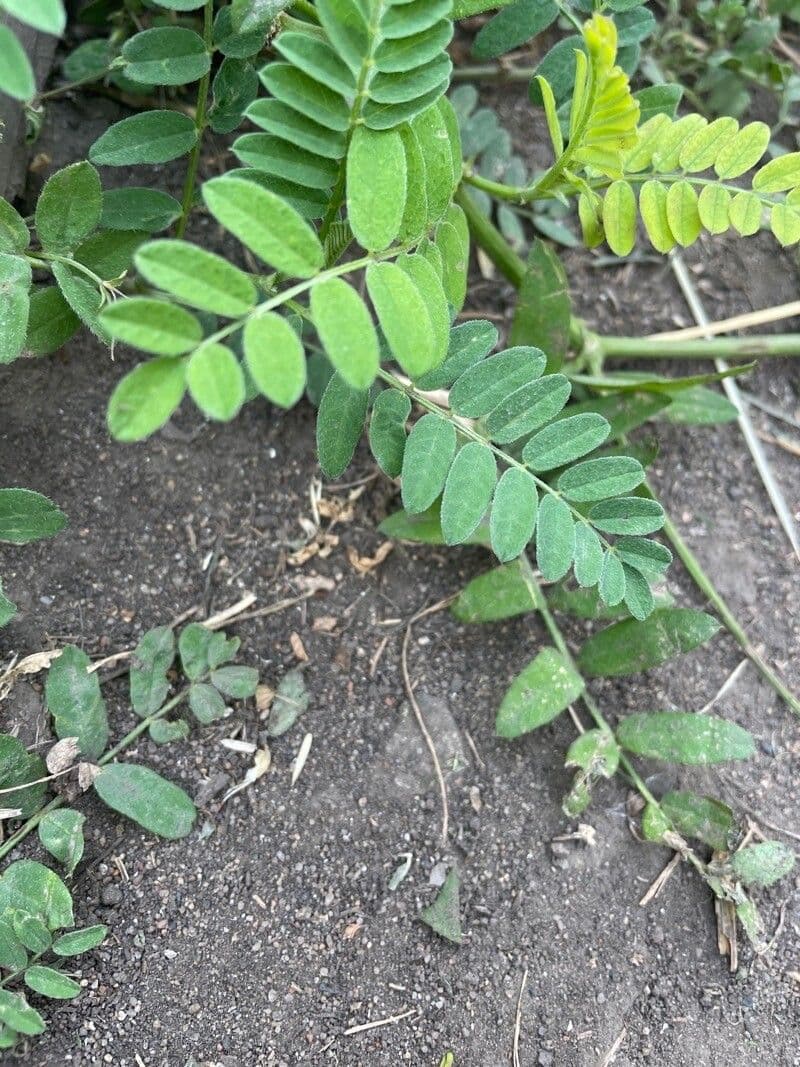 Astragalo ceci 18