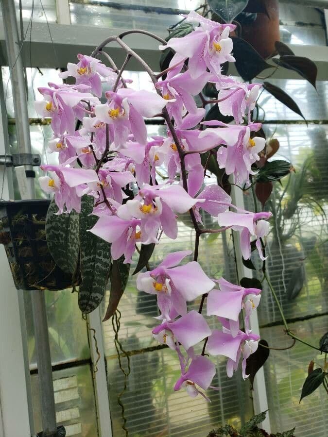 Schiller-Phalaenopsis