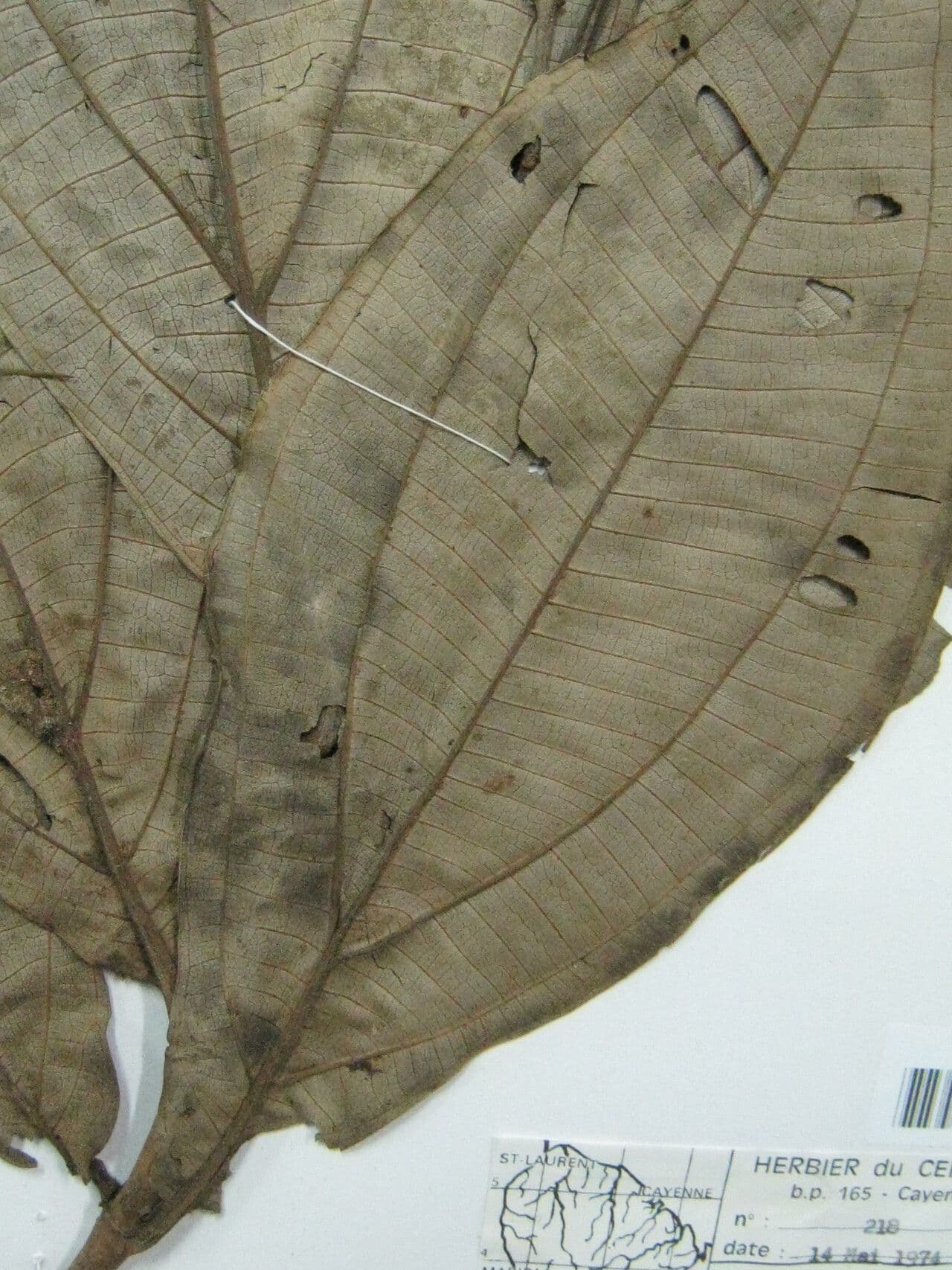 Miconia 6