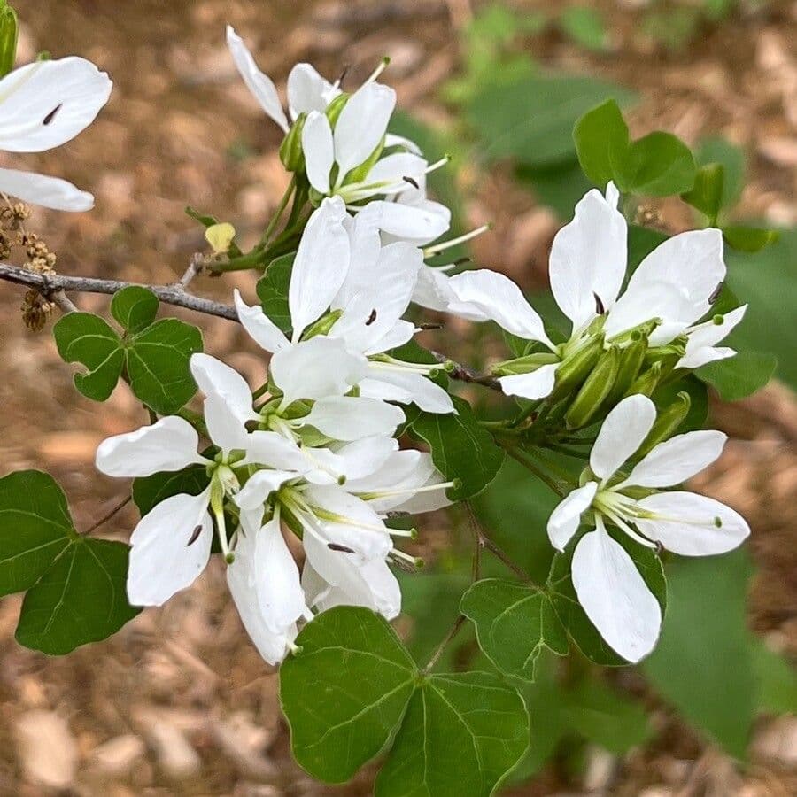 Bauhinia