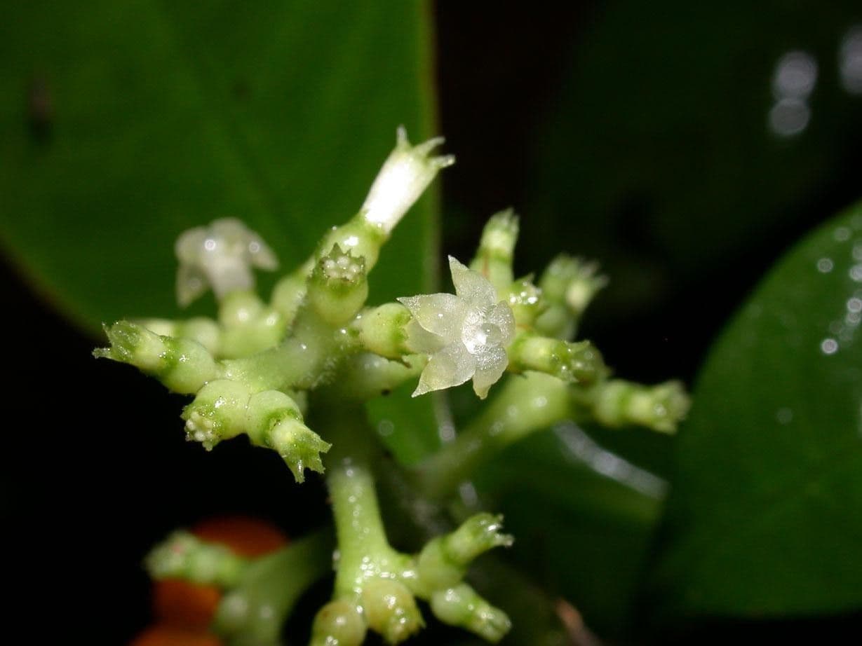 Psychotria 9