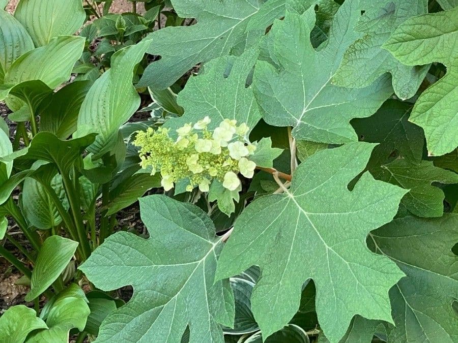 Hortenzie" 6